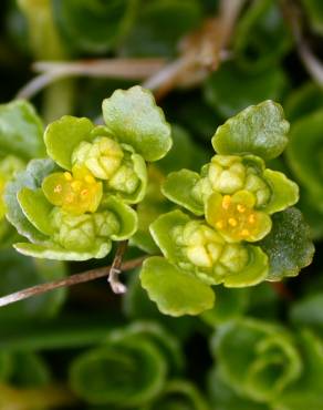 Fotografia 1 da espécie Chrysosplenium oppositifolium no Jardim Botânico UTAD