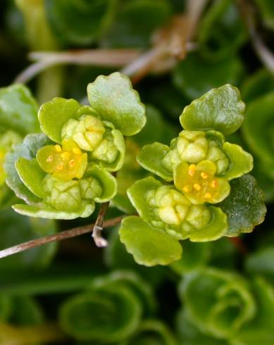 Fotografia de capa Chrysosplenium oppositifolium - do Jardim Botânico