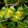 Fotografia 1 da espécie Chrysosplenium oppositifolium do Jardim Botânico UTAD