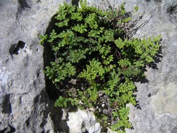 Fotografia da espécie Cheilanthes acrostica