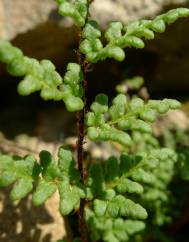 Cheilanthes acrostica