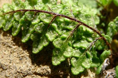 Fotografia da espécie Cheilanthes acrostica