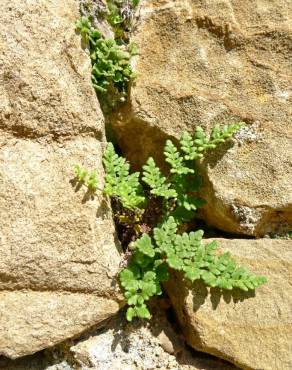 Fotografia 5 da espécie Cheilanthes acrostica no Jardim Botânico UTAD