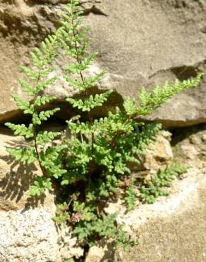 Fotografia 6 da espécie Cheilanthes acrostica no Jardim Botânico UTAD