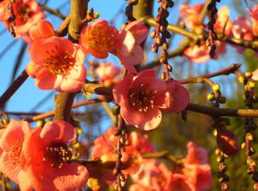 Fotografia da espécie Chaenomeles japonica