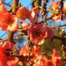 Fotografia 5 da espécie Chaenomeles japonica do Jardim Botânico UTAD