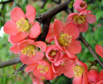 Fotografia da espécie Chaenomeles japonica