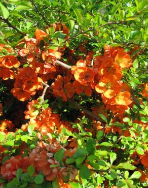 Fotografia 7 da espécie Chaenomeles japonica no Jardim Botânico UTAD