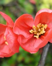 Fotografia da espécie Chaenomeles japonica