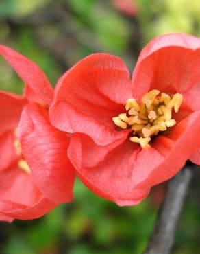 Fotografia 1 da espécie Chaenomeles japonica no Jardim Botânico UTAD