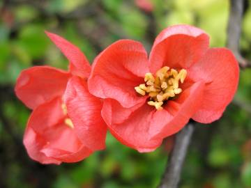 Fotografia da espécie Chaenomeles japonica