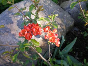 Fotografia da espécie Chaenomeles japonica