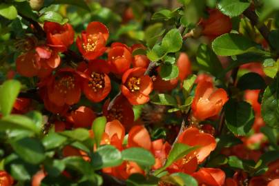 Fotografia da espécie Chaenomeles japonica