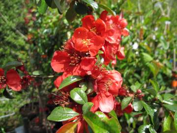 Fotografia da espécie Chaenomeles japonica