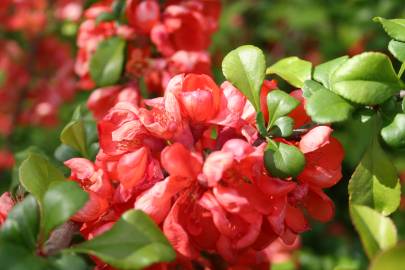 Fotografia da espécie Chaenomeles japonica