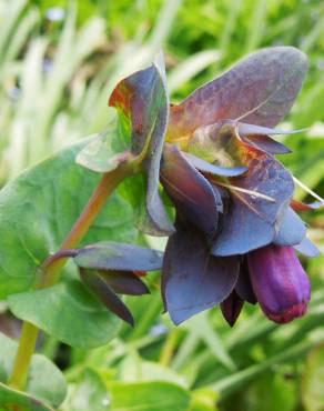 Fotografia 9 da espécie Cerinthe major no Jardim Botânico UTAD