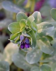 Cerinthe major