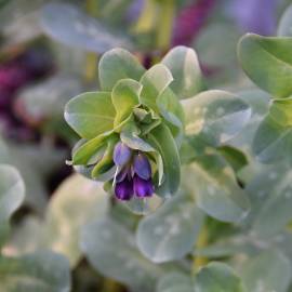 Fotografia da espécie Cerinthe major