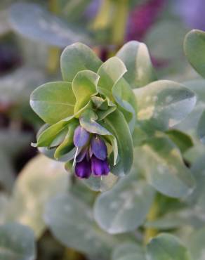 Fotografia 1 da espécie Cerinthe major no Jardim Botânico UTAD