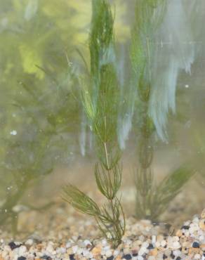 Fotografia 8 da espécie Ceratophyllum demersum no Jardim Botânico UTAD
