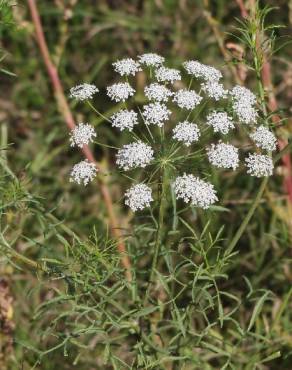 Fotografia 9 da espécie Ammi majus no Jardim Botânico UTAD