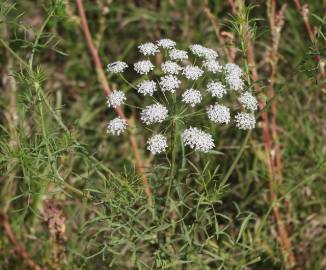 Fotografia da espécie Ammi majus