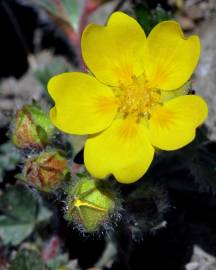 Fotografia da espécie Potentilla reptans