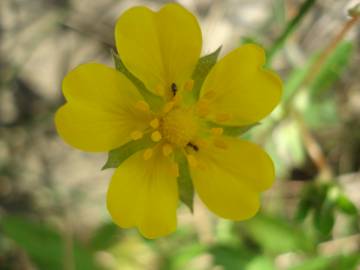 Fotografia da espécie Potentilla reptans