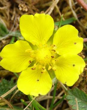 Fotografia 7 da espécie Potentilla reptans no Jardim Botânico UTAD