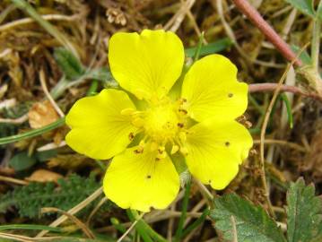 Fotografia da espécie Potentilla reptans