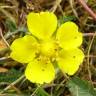 Fotografia 7 da espécie Potentilla reptans do Jardim Botânico UTAD