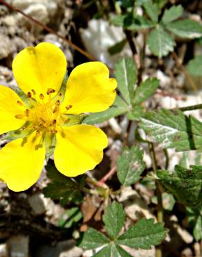 Fotografia 9 da espécie Potentilla reptans no Jardim Botânico UTAD