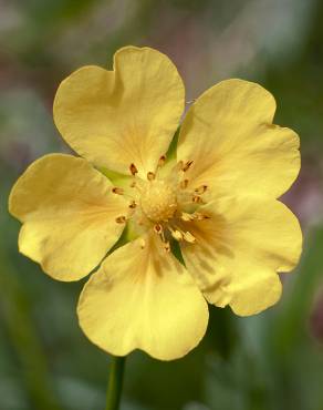 Fotografia 10 da espécie Potentilla reptans no Jardim Botânico UTAD