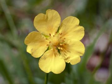 Fotografia da espécie Potentilla reptans