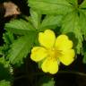 Fotografia 11 da espécie Potentilla reptans do Jardim Botânico UTAD