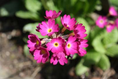Fotografia da espécie Primula farinosa