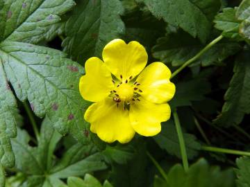 Fotografia da espécie Potentilla reptans