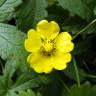 Fotografia 12 da espécie Potentilla reptans do Jardim Botânico UTAD