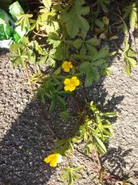 Fotografia da espécie Potentilla reptans