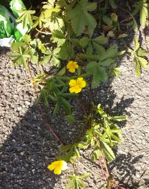 Fotografia 13 da espécie Potentilla reptans no Jardim Botânico UTAD