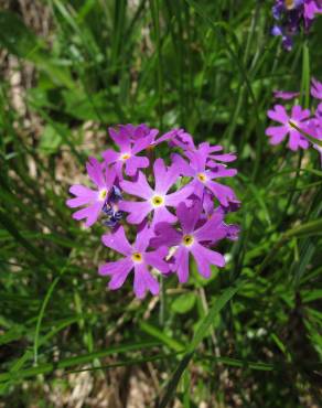 Fotografia 8 da espécie Primula farinosa no Jardim Botânico UTAD