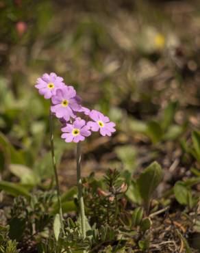 Fotografia 9 da espécie Primula farinosa no Jardim Botânico UTAD