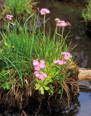 Fotografia 10 da espécie Primula farinosa no Jardim Botânico UTAD