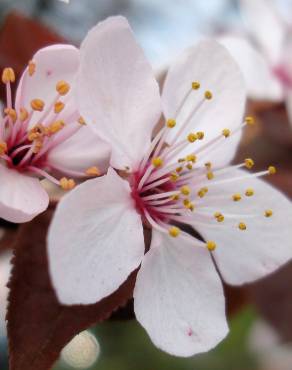 Fotografia 3 da espécie Prunus cerasifera no Jardim Botânico UTAD