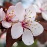 Fotografia 3 da espécie Prunus cerasifera do Jardim Botânico UTAD