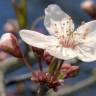 Fotografia 5 da espécie Prunus cerasifera do Jardim Botânico UTAD