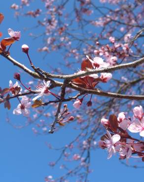 Fotografia 6 da espécie Prunus cerasifera no Jardim Botânico UTAD