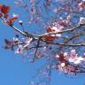 Fotografia 6 da espécie Prunus cerasifera do Jardim Botânico UTAD