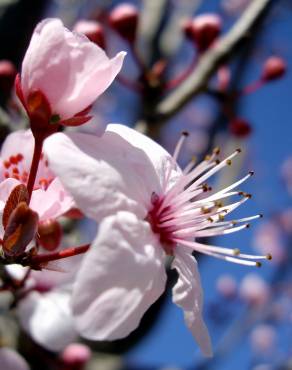 Fotografia 7 da espécie Prunus cerasifera no Jardim Botânico UTAD