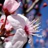 Fotografia 7 da espécie Prunus cerasifera do Jardim Botânico UTAD